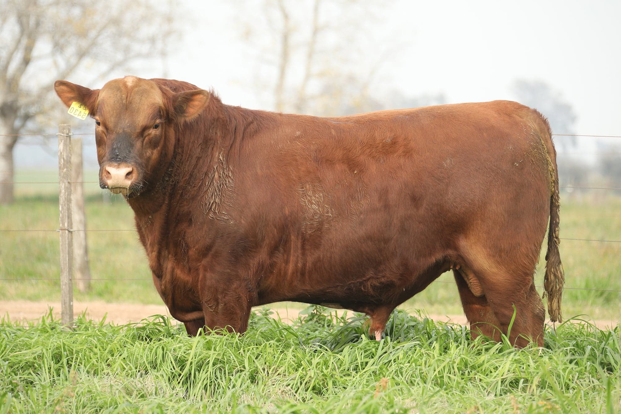 Toro RP 5430
