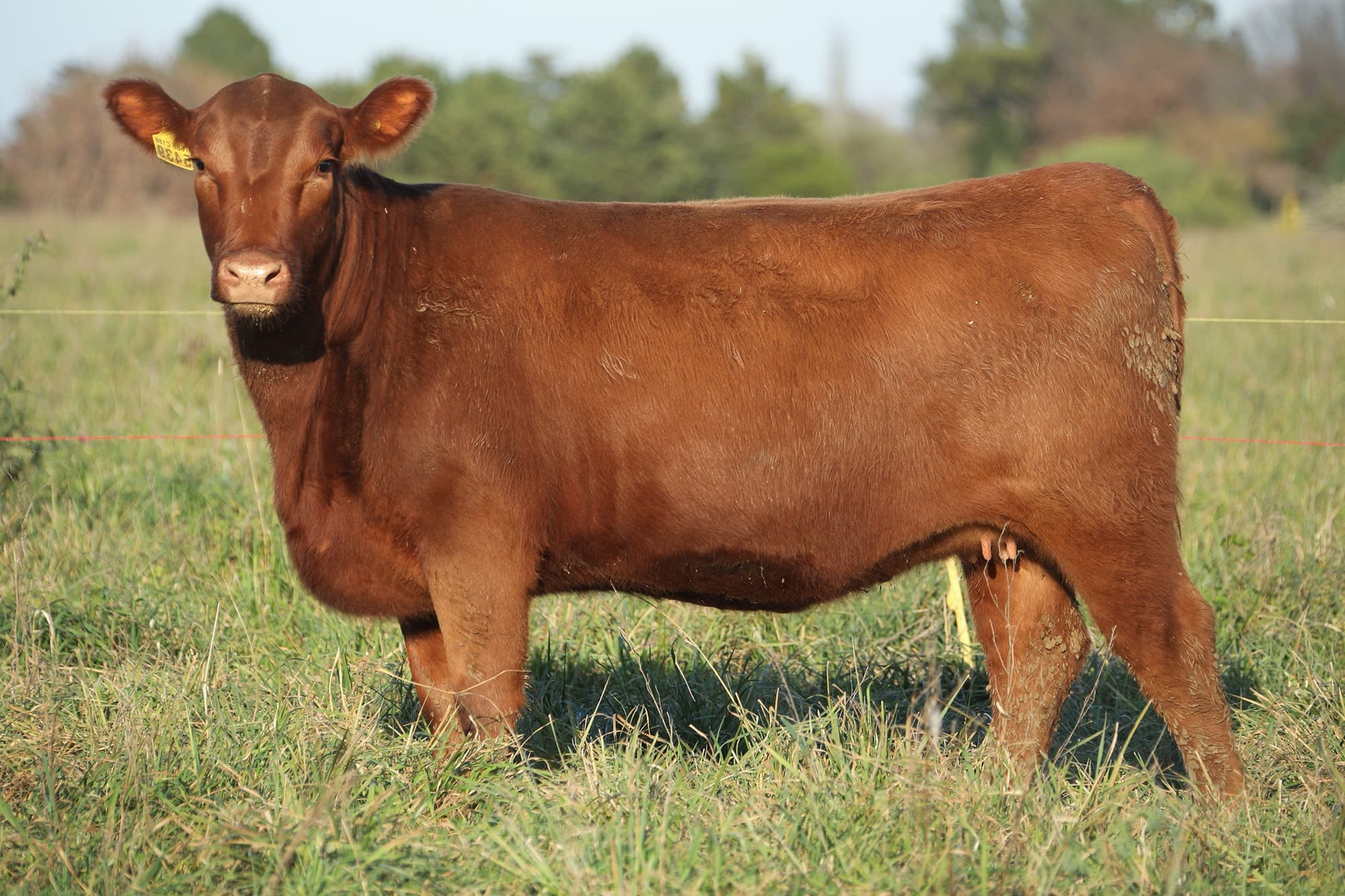 Vaquillona RP 5439