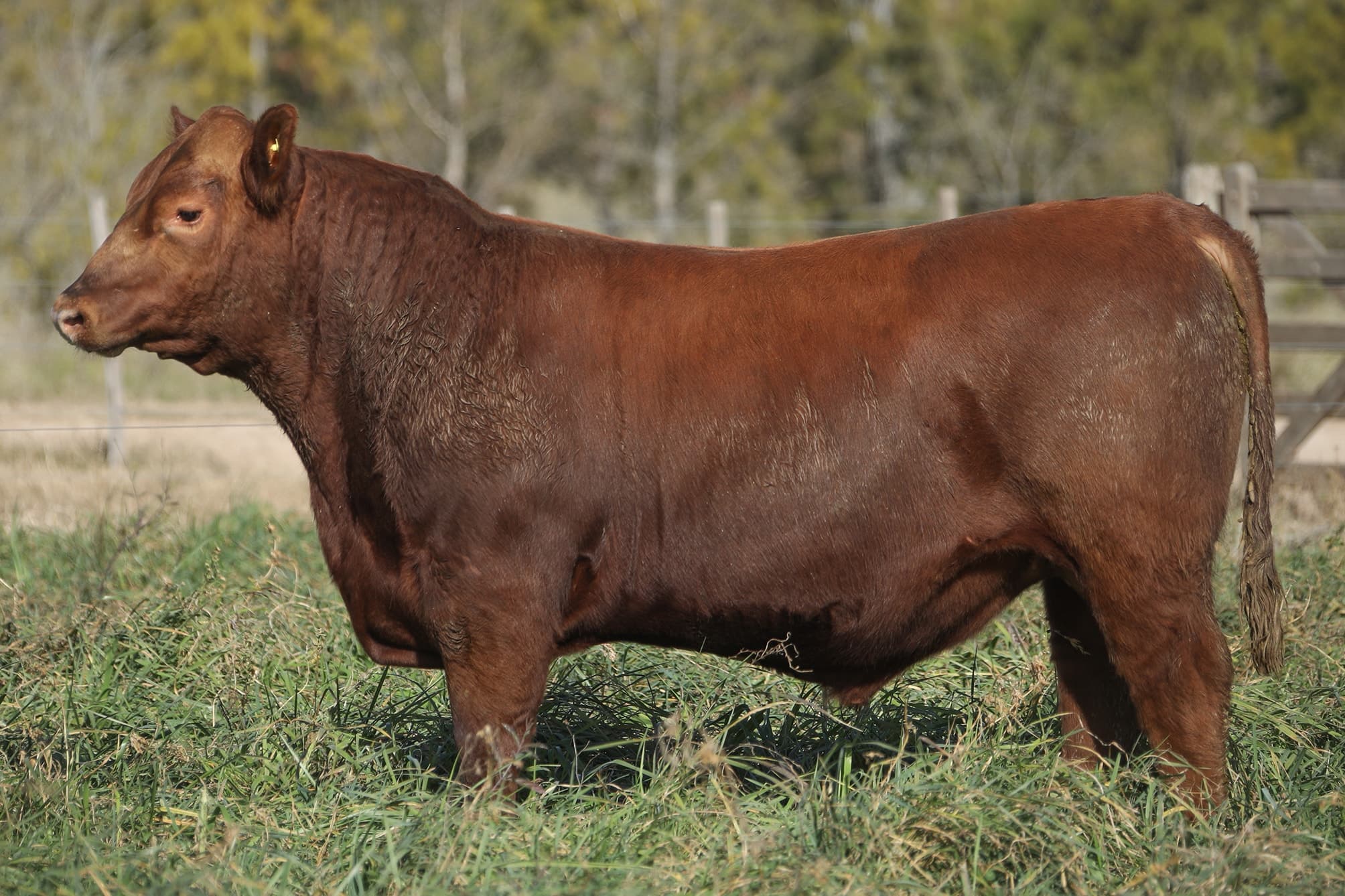 Toro RP 5452