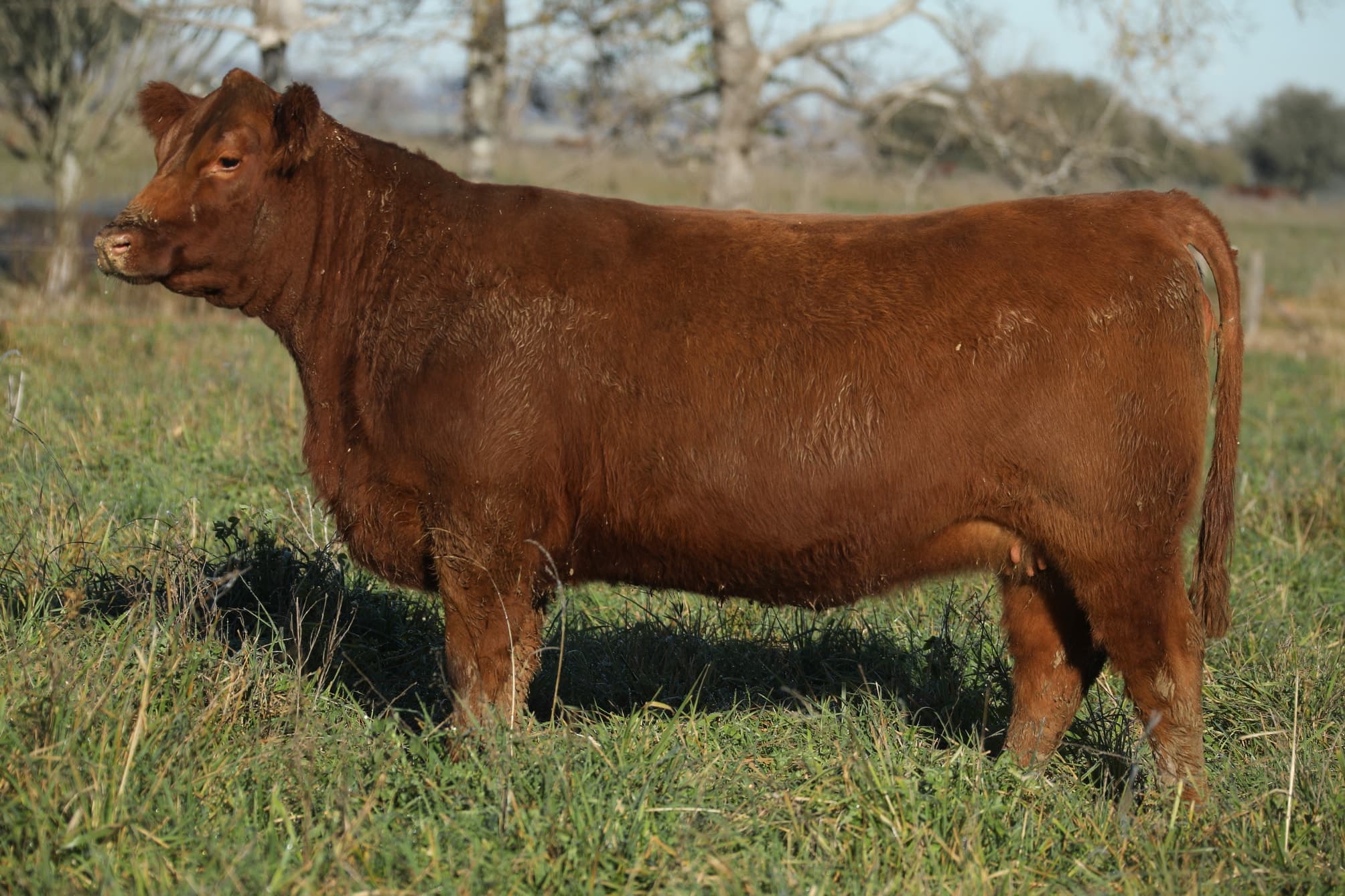 Vaquillona RP 5463