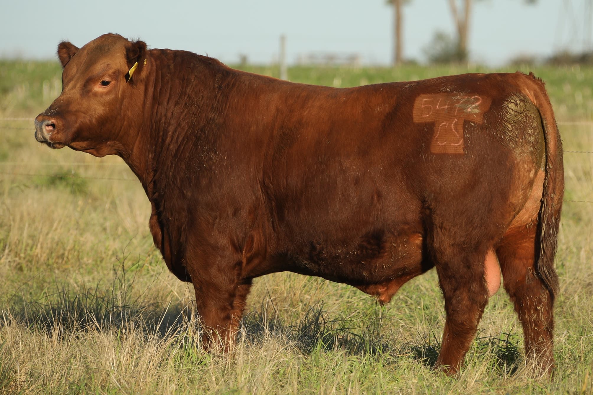 Toro RP 5472