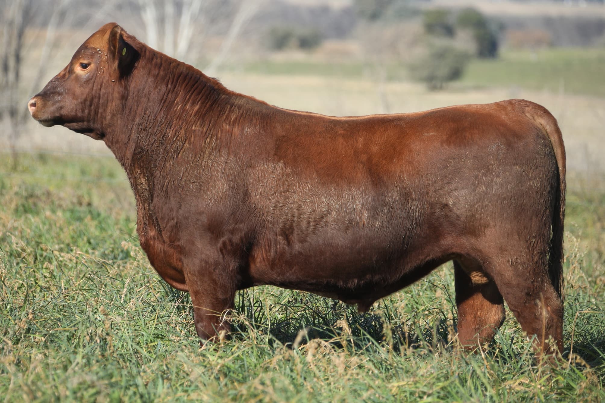 Toro RP 5474