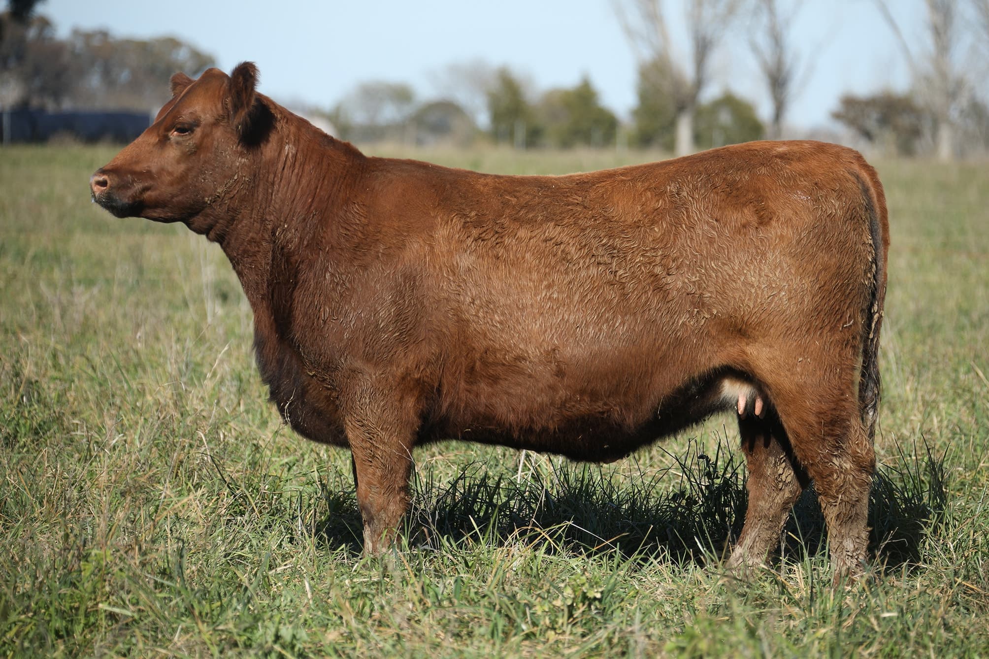 Vaquillona RP 5475