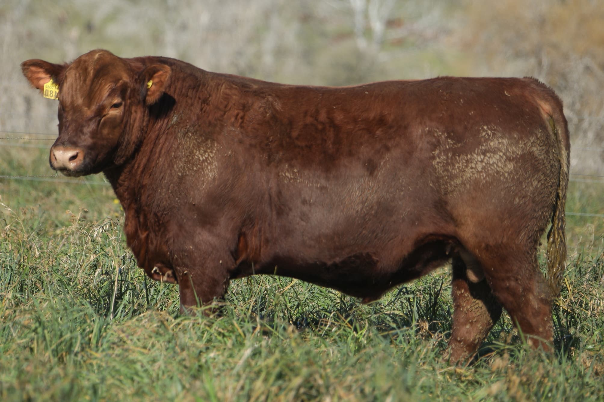 Toro RP 5480