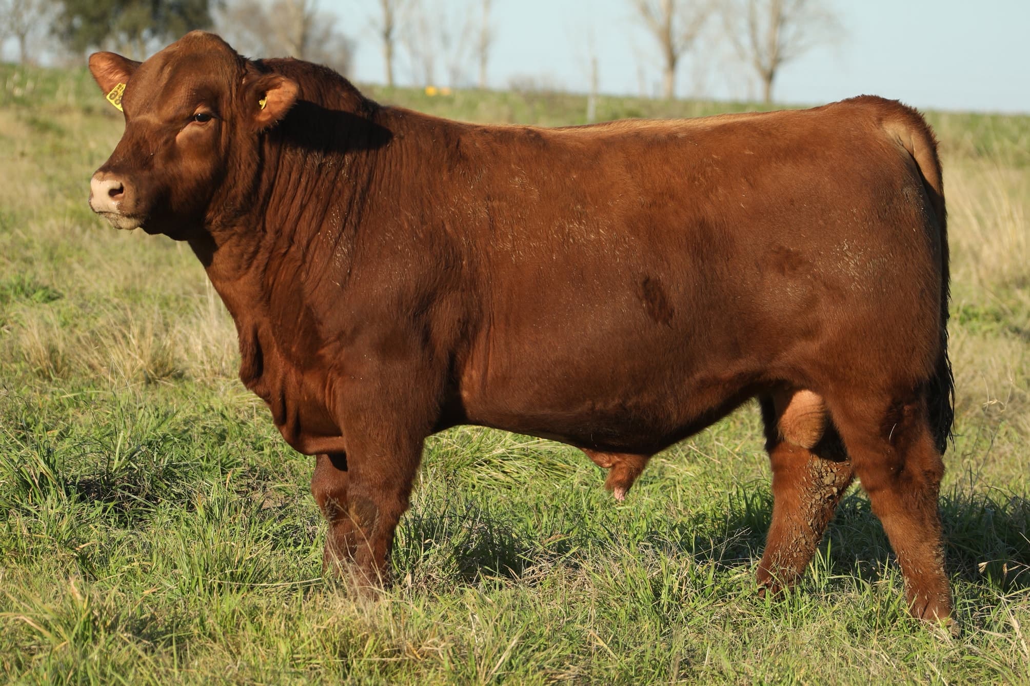 Toro RP 5486