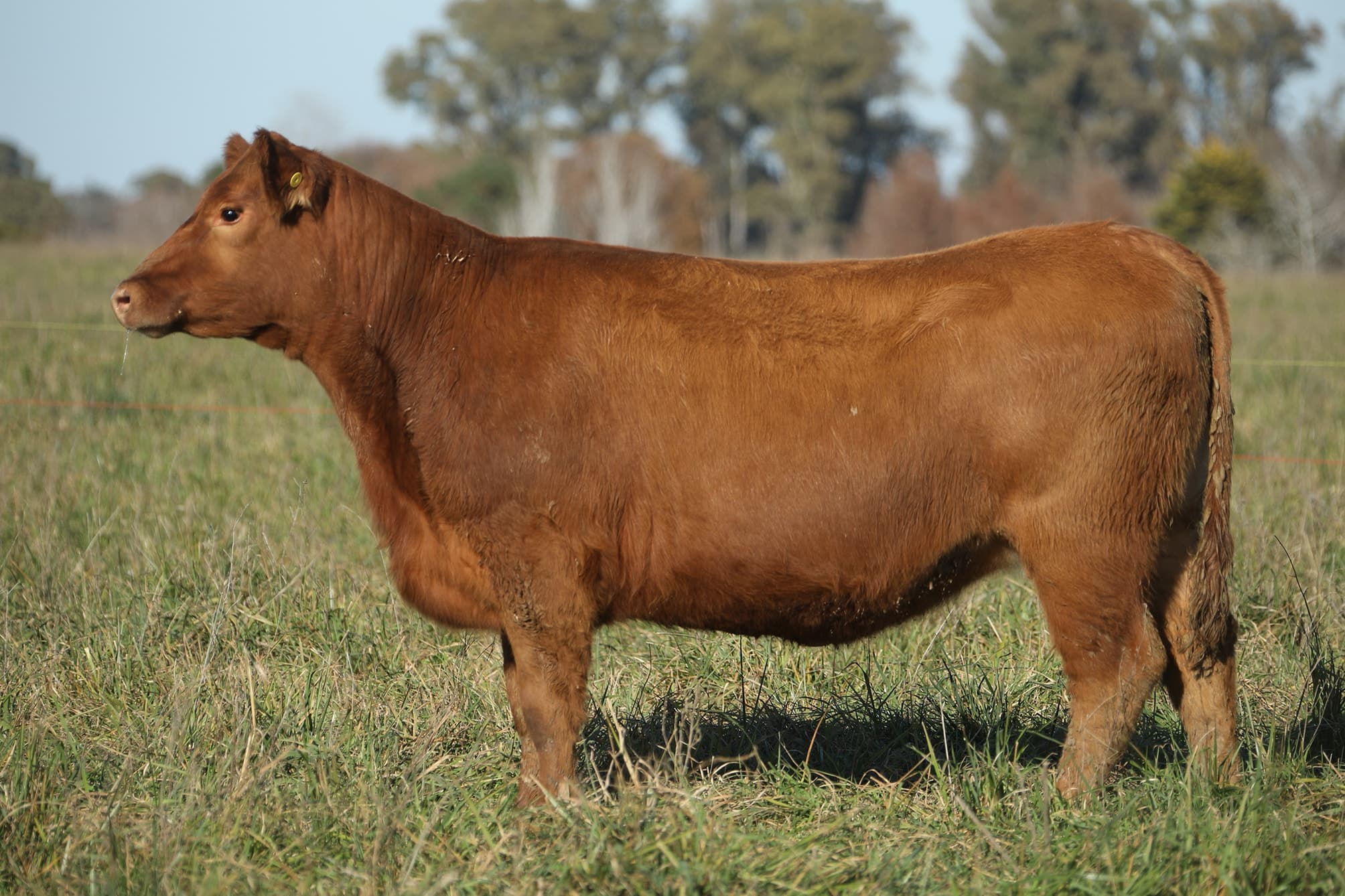 Vaquillona RP 5493