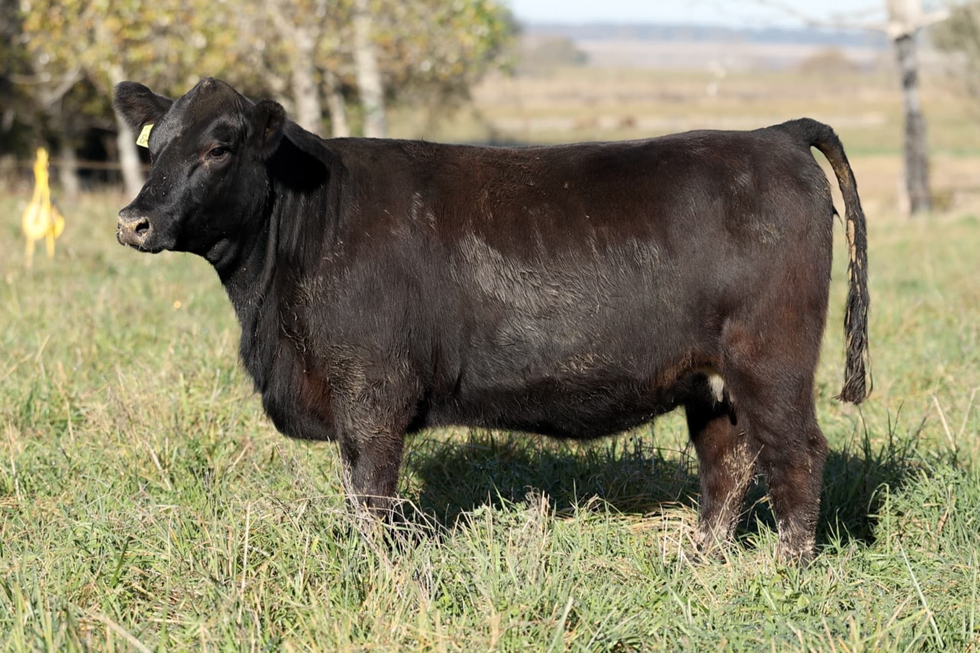 Vaquillona RP 5513