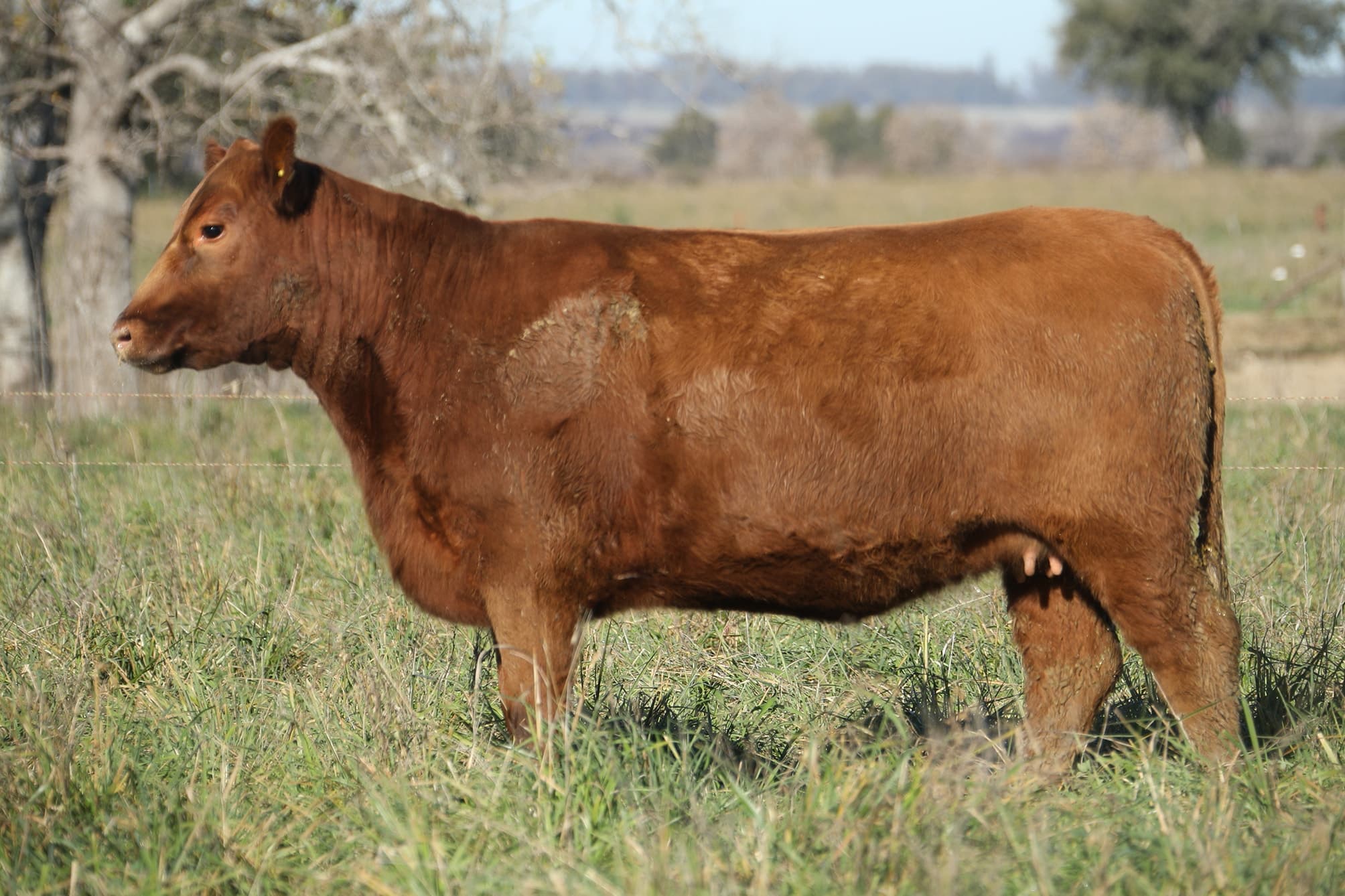 Vaquillona RP 5515