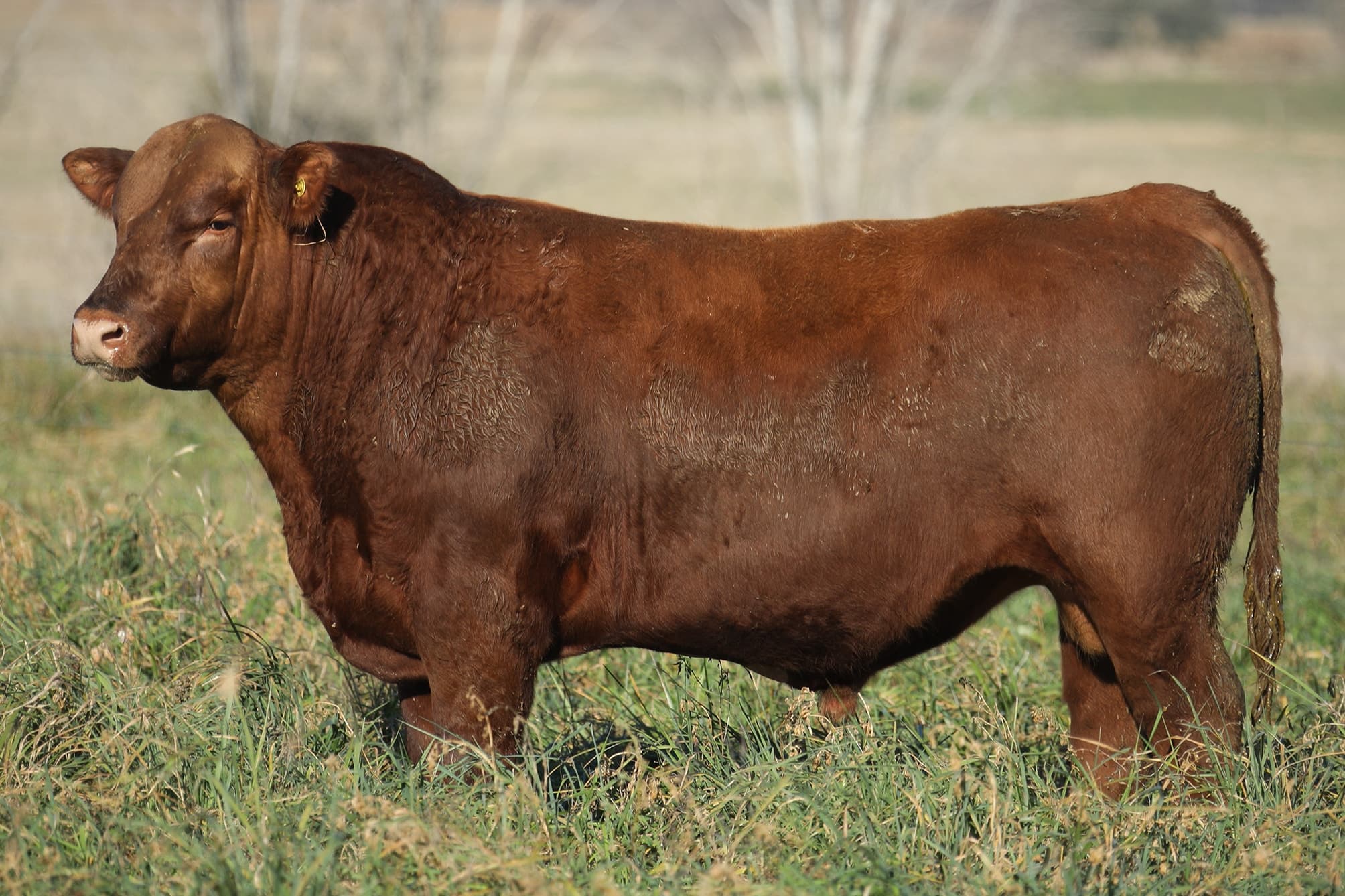 Toro RP X5382